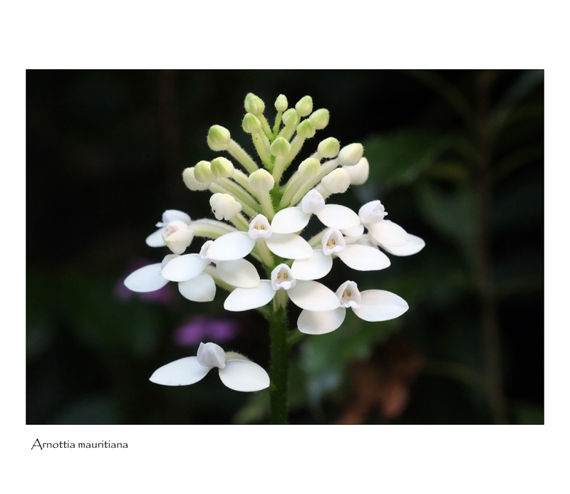 Arnottia mauritiana ... la blanche. Arnott14