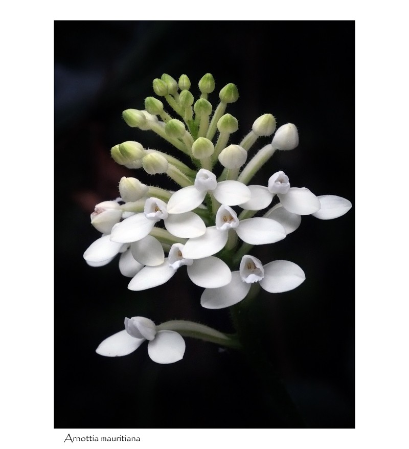 Arnottia mauritiana ... la blanche. Arnott15
