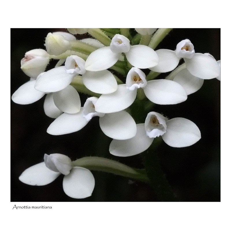 Arnottia mauritiana ... la blanche. Arnott16