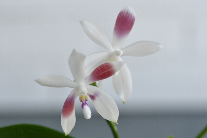 Phalaenopsis tetraspis + speciosa Img_1410