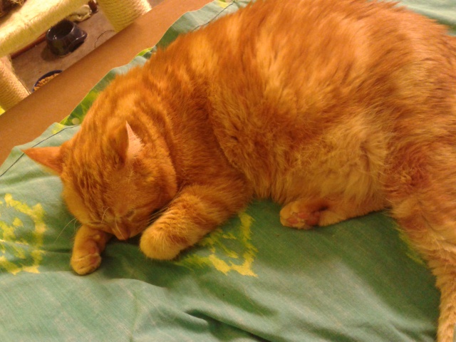 ESCAPE - Mâle Roux - 2 ans - FIV + Escape11