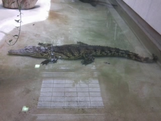 Ma rencontre avec un crocodile et un orang outan 04510