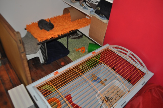 Habitation des lapins : exemples de cages, enclos ... - Page 23 Dsc_0110