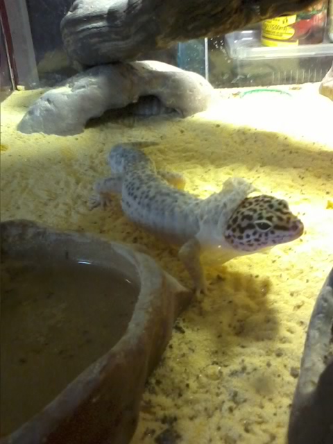 Mon gecko en pleine mue 20130314