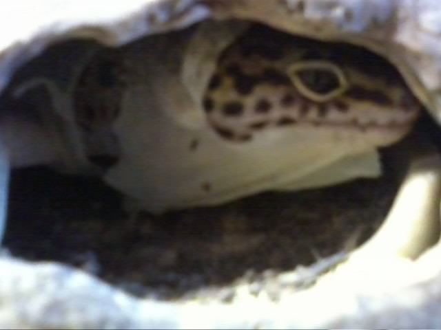 Mon gecko en pleine mue 20130319