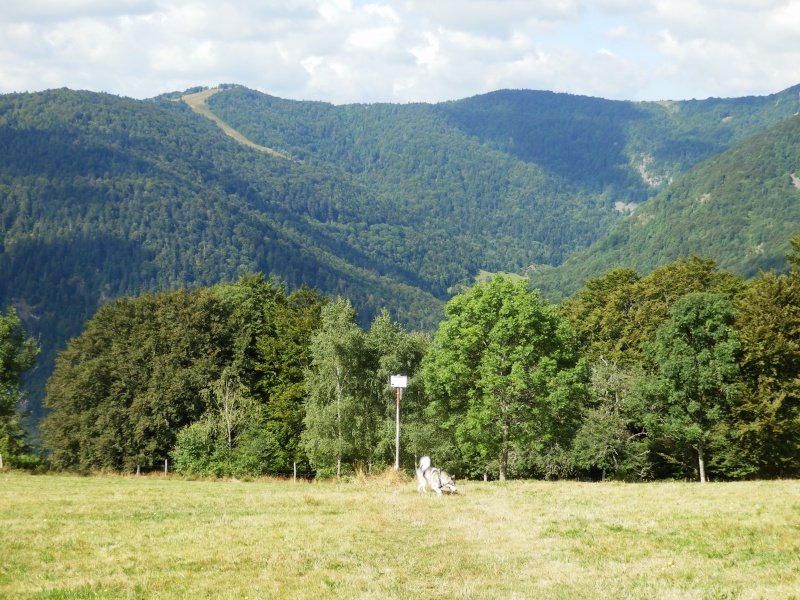 randoo avec chiens sur Masevaux le 10 aout  P8110210