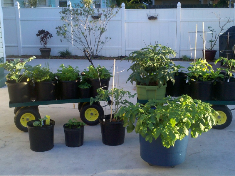 Better Bush Hybird Tomatoes! April_10