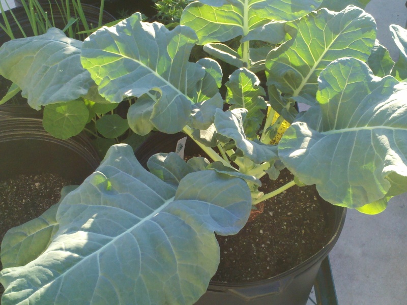 Better Bush Hybird Tomatoes! Broc_a10