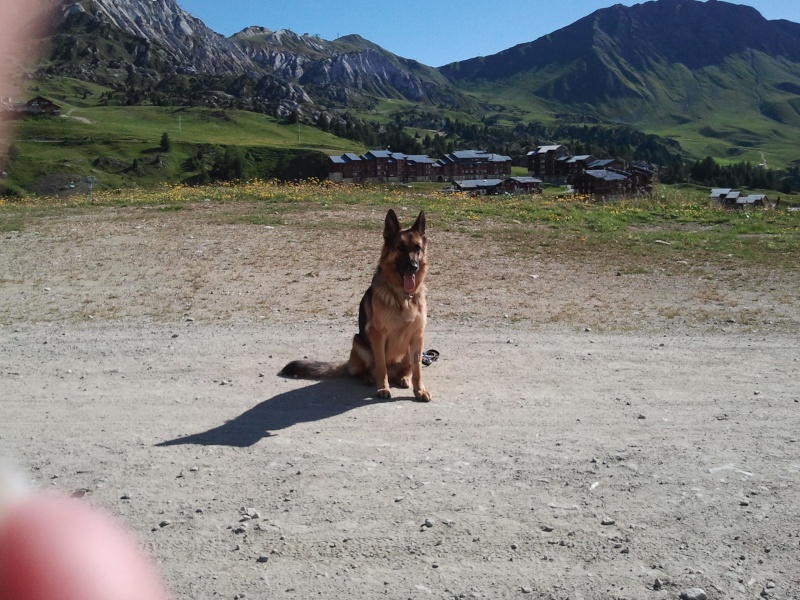 allemand - EDJY ma German sheperd^^ Edjy_a10