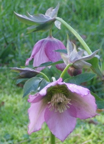 Helleborus !!! - Page 2 12022036