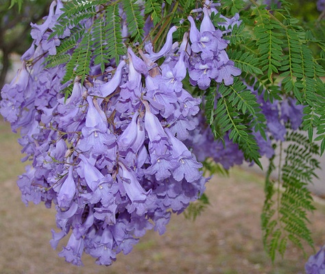 jacarandas à Paris? Jac_bm11