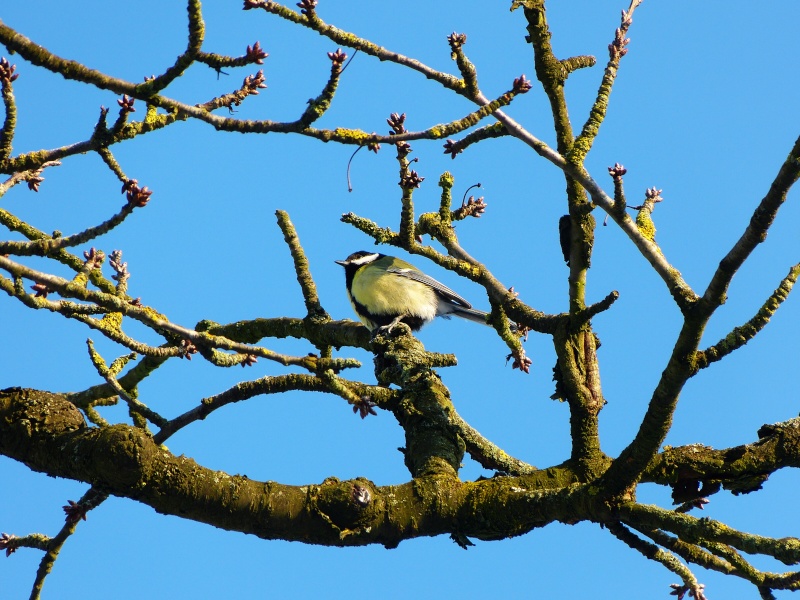 Oiseaux de mon village P1020210