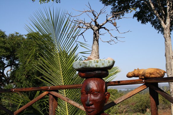 Old (relatively) Baobab Bonsai maintenence Limbik16