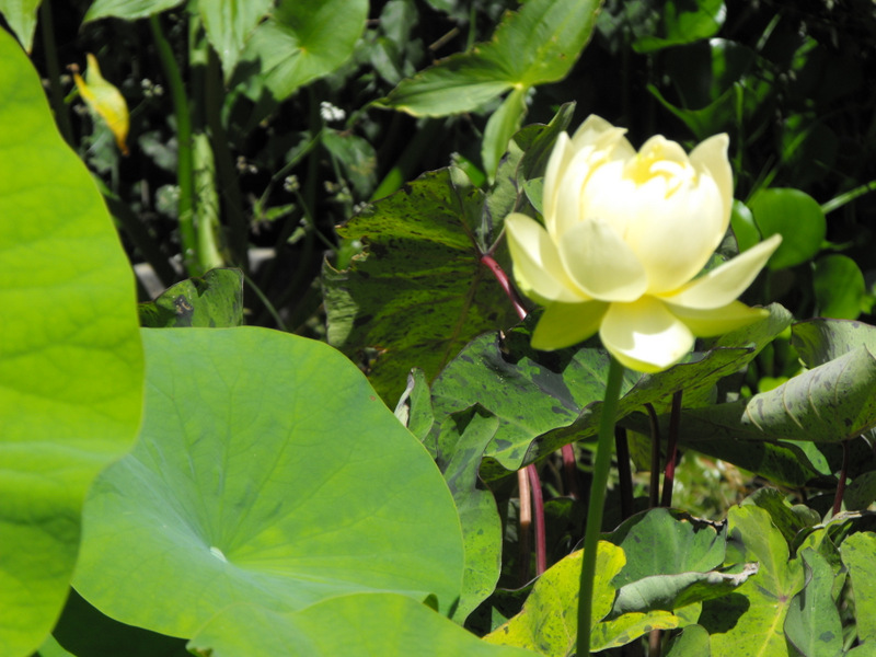 Les Lotus de POMPON Dscf1320