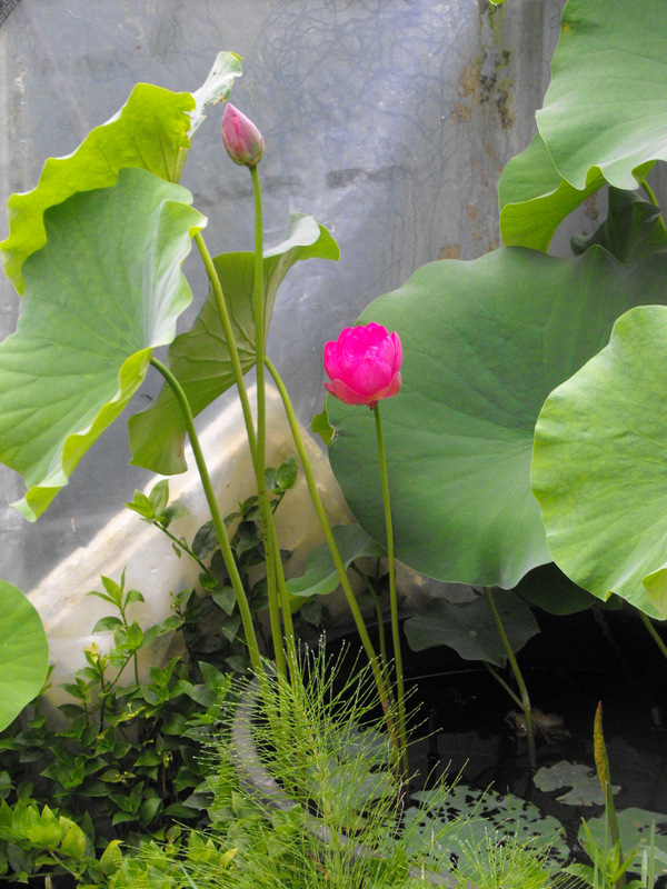 Les Lotus de POMPON Dscf1322