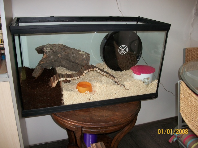 Idées d'aménagement pour un aquarium pour hamster 100_0214