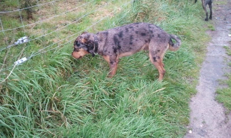 cherche FA pour un jeune male X beauceron / berger australien de 9 mois 2013-013