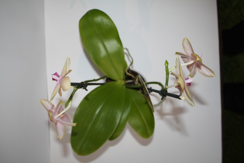 Phalaenopsis Liodoro! - Seite 2 210