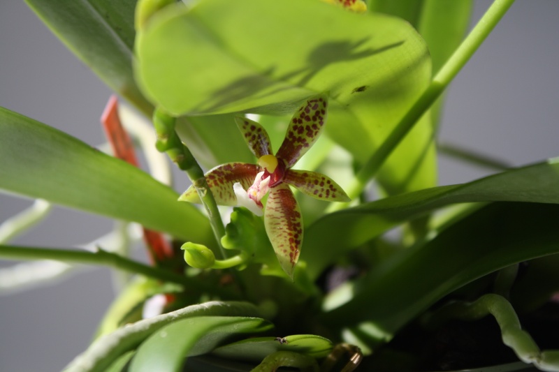Phalaenopsis cornu-cervi 211
