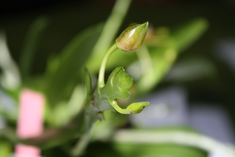 Phalaenopsis cornu-cervi 311