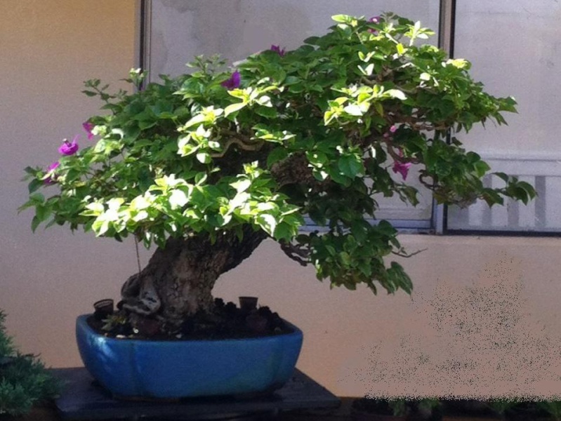 Bougainvillea recently defoliated Img_5212