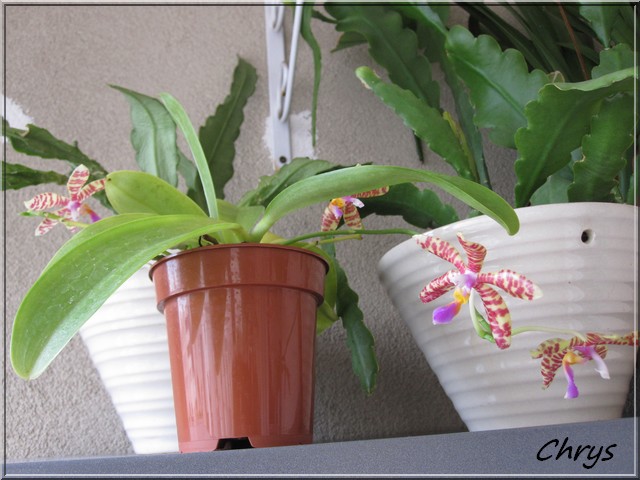 Phalaenopsis  lueddemanniana Img_3910