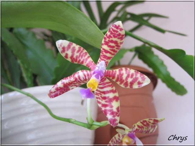 Phalaenopsis  lueddemanniana Img_3911