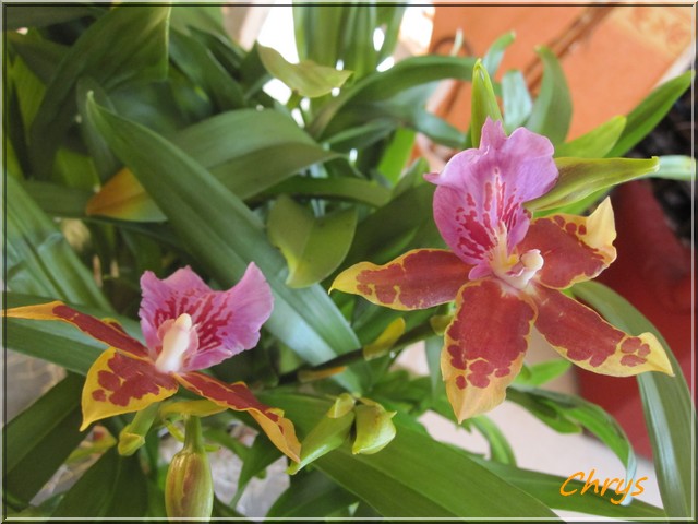 Miltonia Binotti  Img_4111