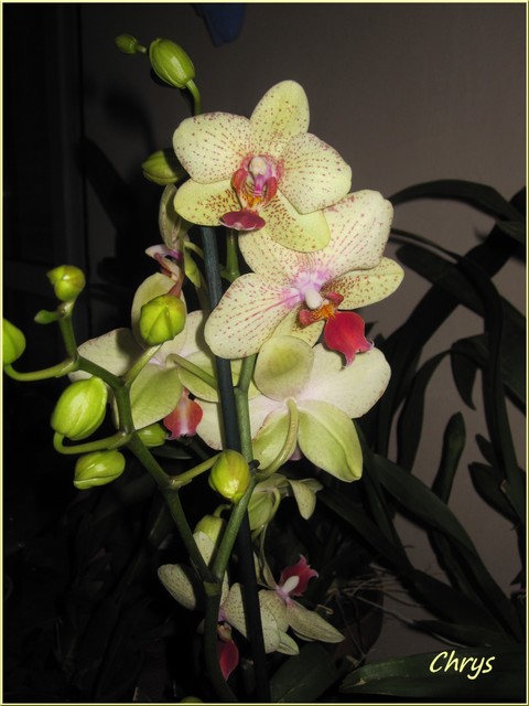 Phalaenopsis hybrides  Img_4210