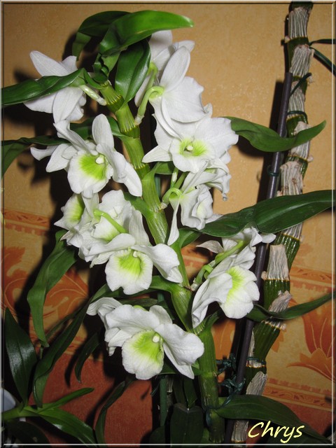 Dendrobium Nobile Img_4810