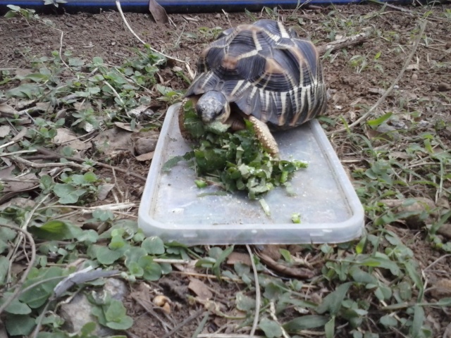 Mes petites tortues (radiata) Cam00026