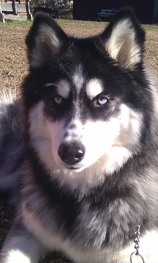 Bella~Luna the magnificant! AKA Luna, Boogie, or Woogie Imag2011