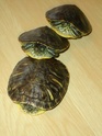 Débuter avec des tortues d'eau 30377112