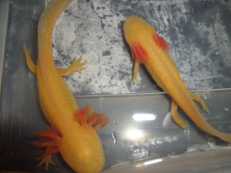 Axolotls Amphibiens Amphibians Nimo Axolotls Amphibiens Amphibians Nimo