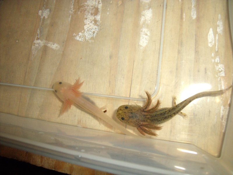 Mes petits monstres d axolotls Dscf5614