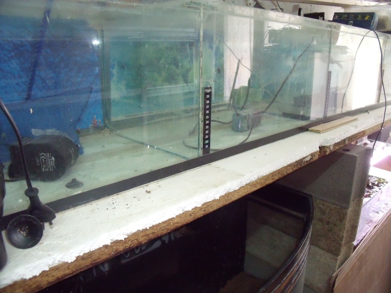 axolotls Dscf5816