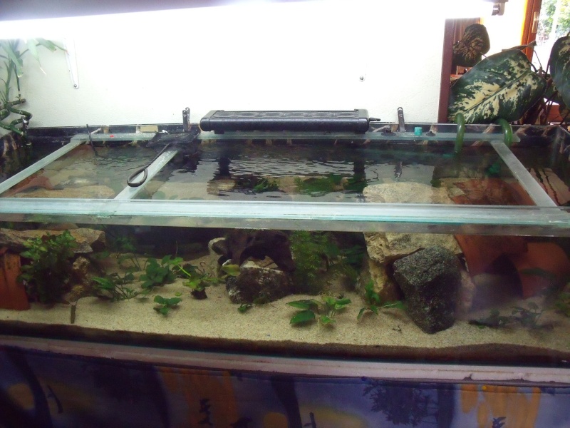 axolotls Dscf5817