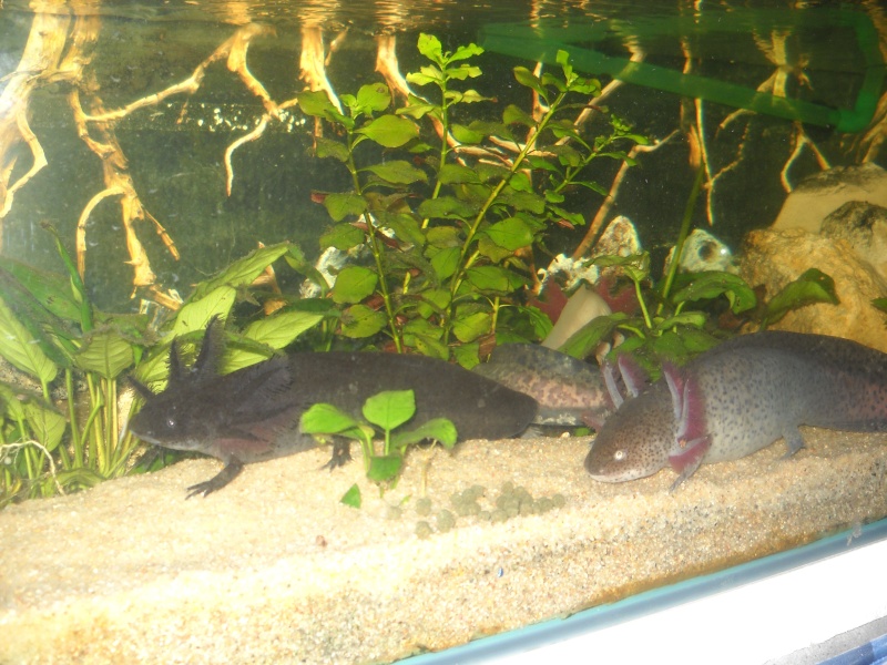 Mes petits monstres d axolotls Dscn1618