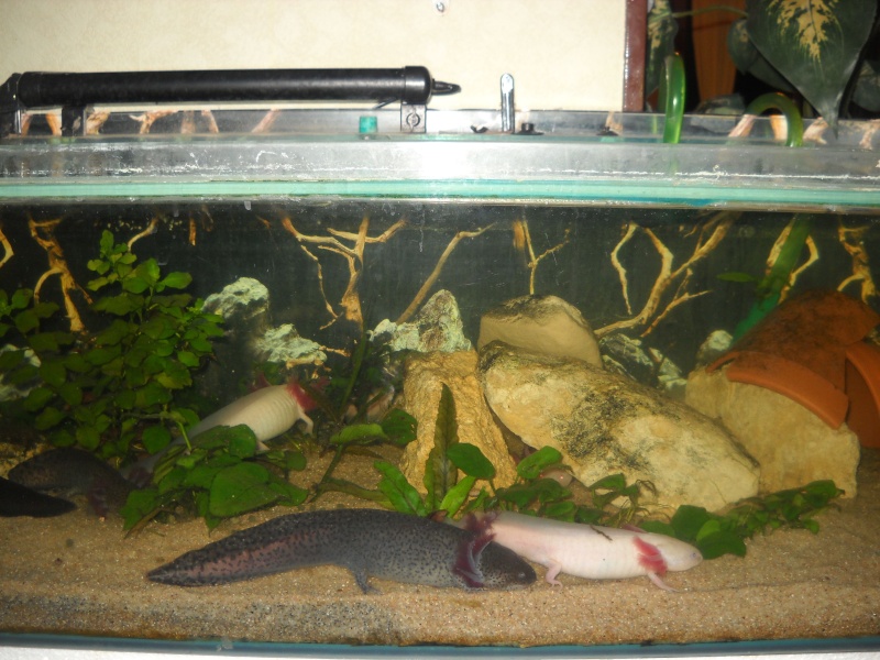 Mes petits monstres d axolotls Dscn1619