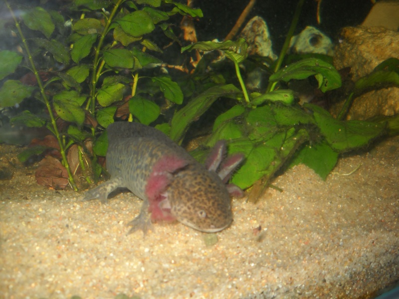 Mes petits monstres d axolotls Dscn1620