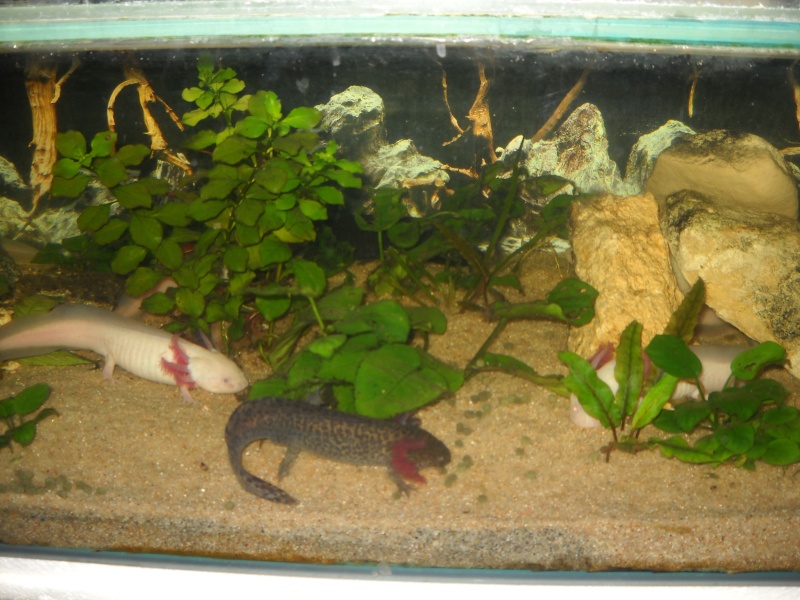 Mes petits monstres d axolotls Dscn1622