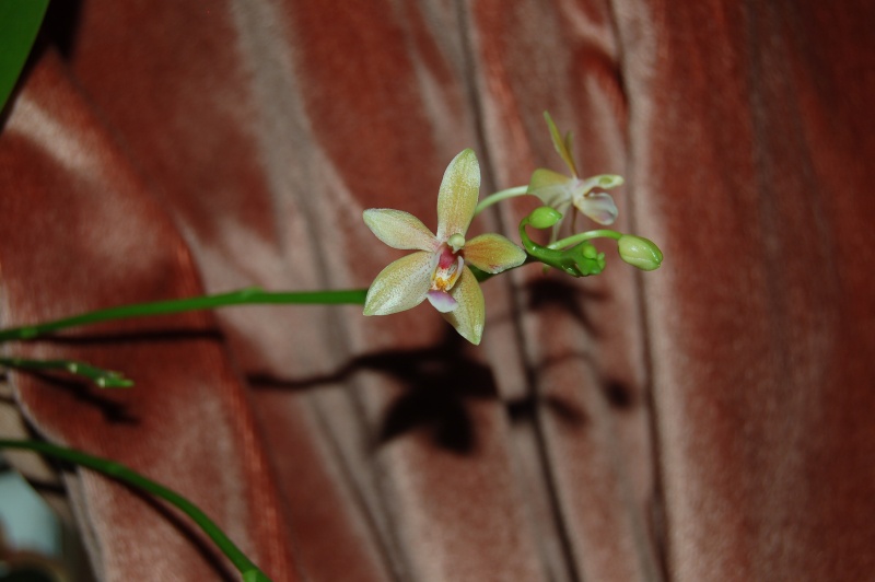 Phalaenopsis Cornustris (equestris aurea x cornu-cervi flava) 06310