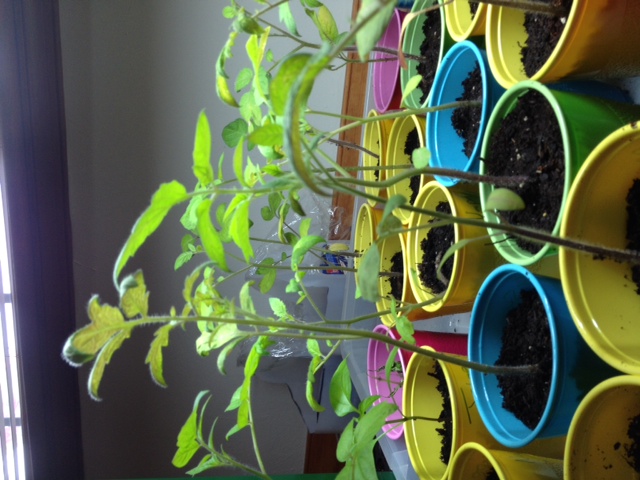 Why do my tomato plants look so sick? Tom1111