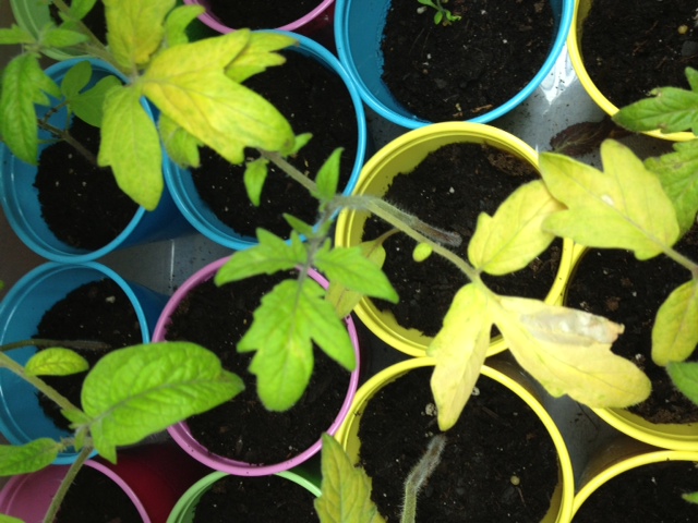 Why do my tomato plants look so sick? Tom1212