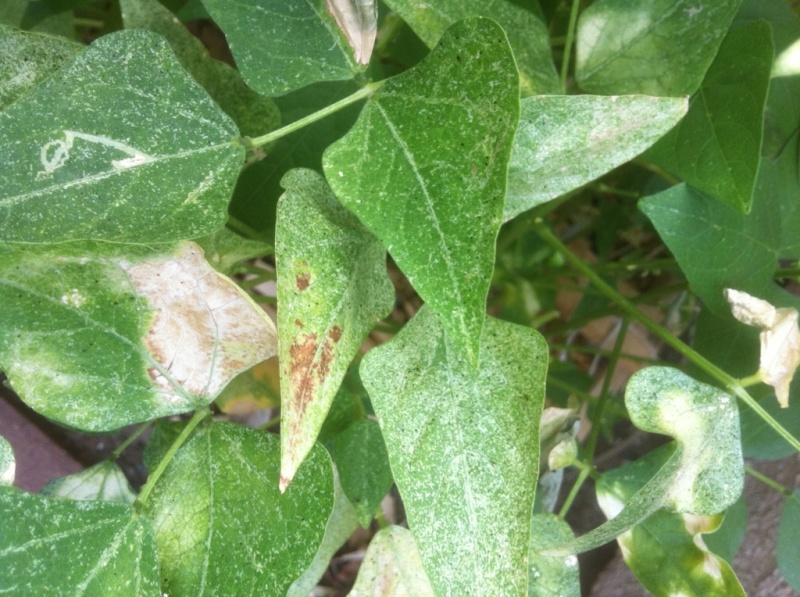 Powdery Mildew and SoCal Fall Planting Beans_11