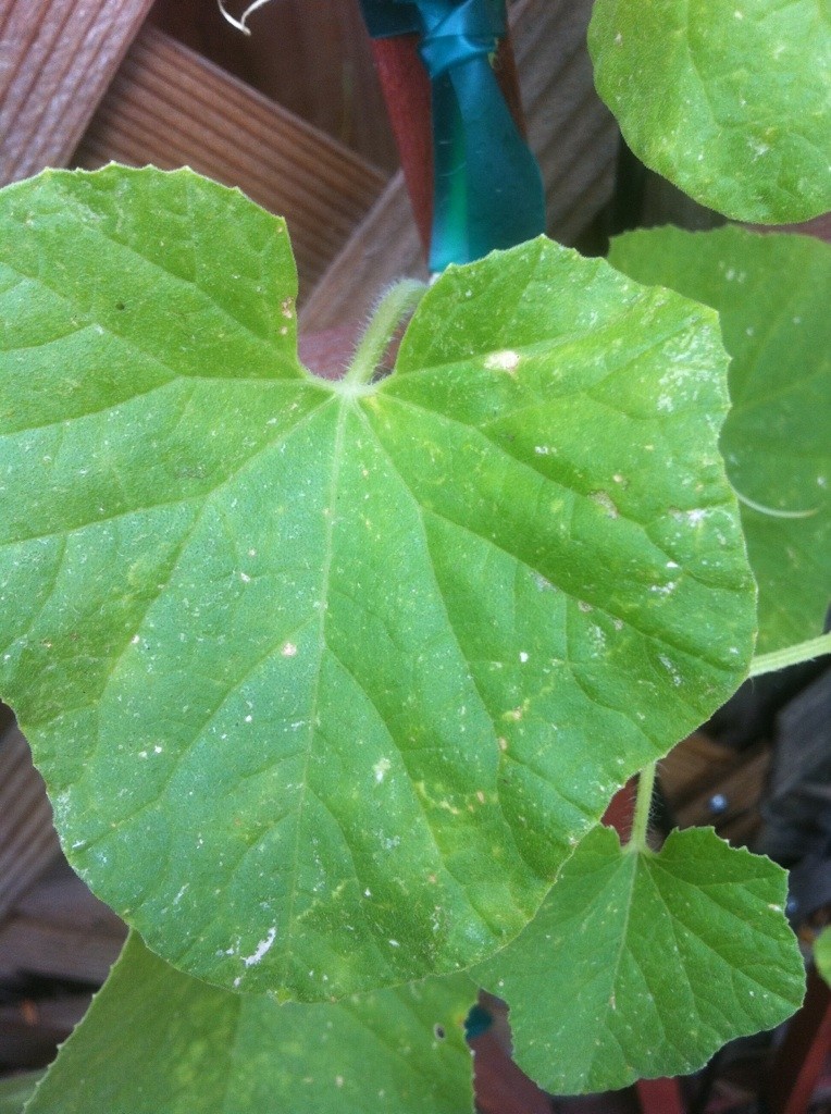 Powdery Mildew and SoCal Fall Planting Cantal12