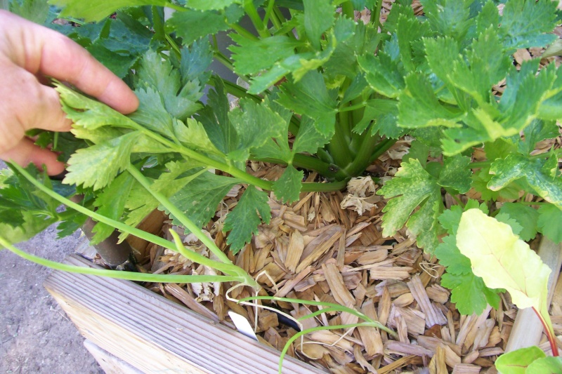 spacing for celery??? Celery10