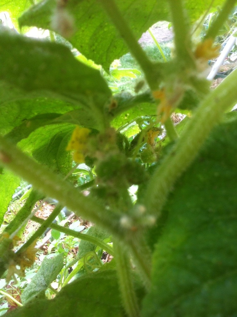 Powdery Mildew and SoCal Fall Planting Cucumb10