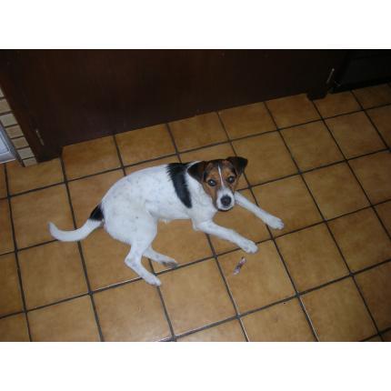 perdu SALLY femelle terrier jack russel blanche taches noires tete marron 11/9/13 MORIEZ 04 74502_10