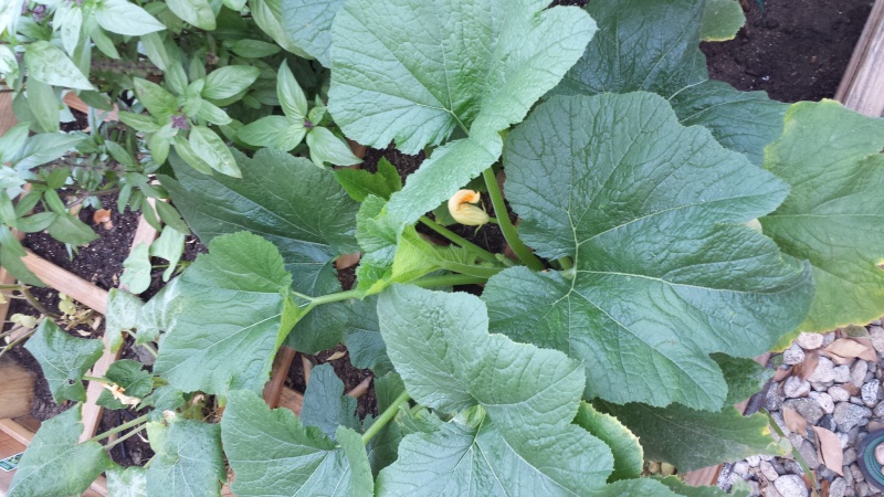 Powdery Mildew and SoCal Fall Planting Big_br10